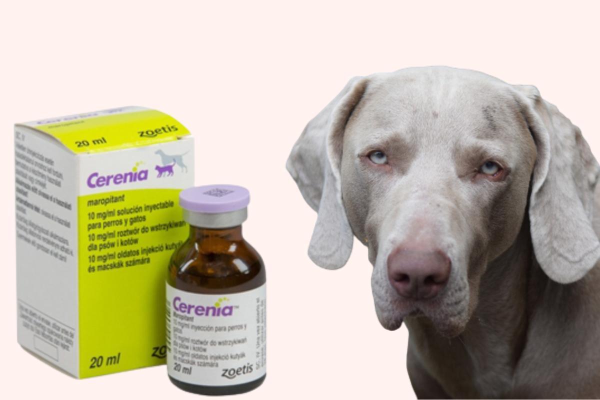 Cerenia compresse per cani: a cosa serve, effetti collaterali e dosaggio