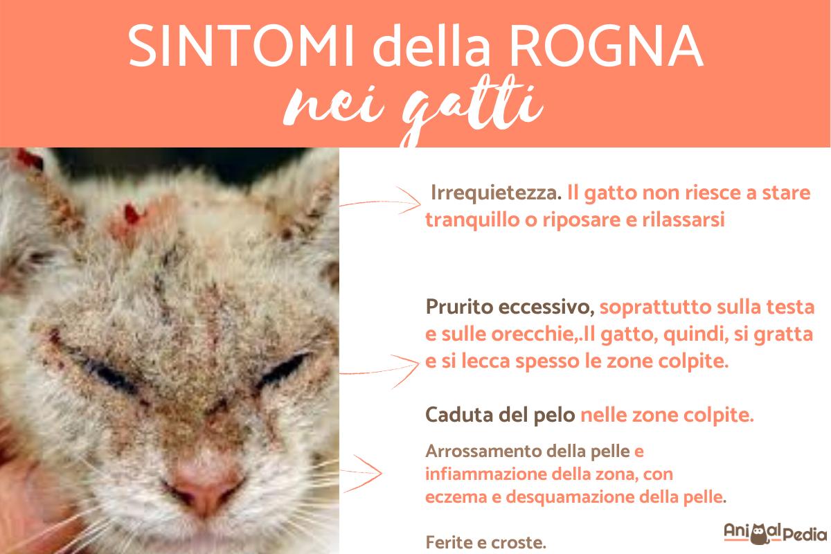 La rogna nei gatti - Sintomi e cura