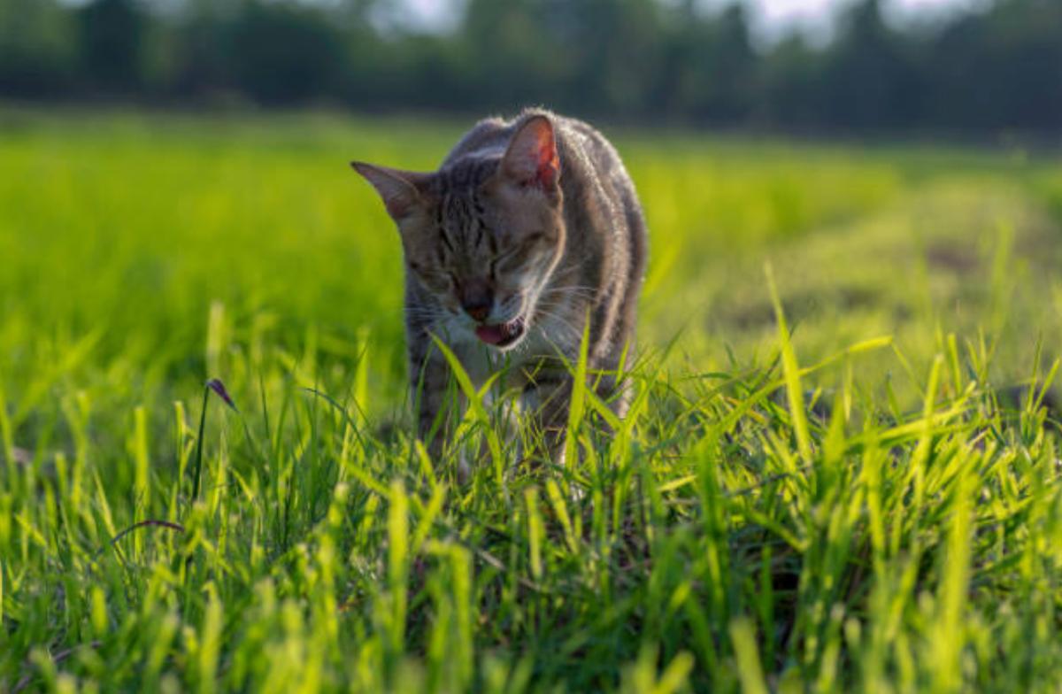 Vomito marrone nel gatto: cause e quando preoccuparsi
