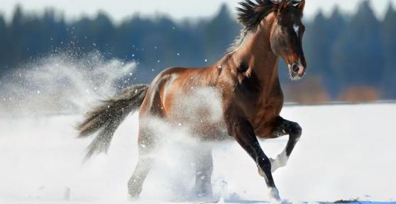L'anatomia del cavallo