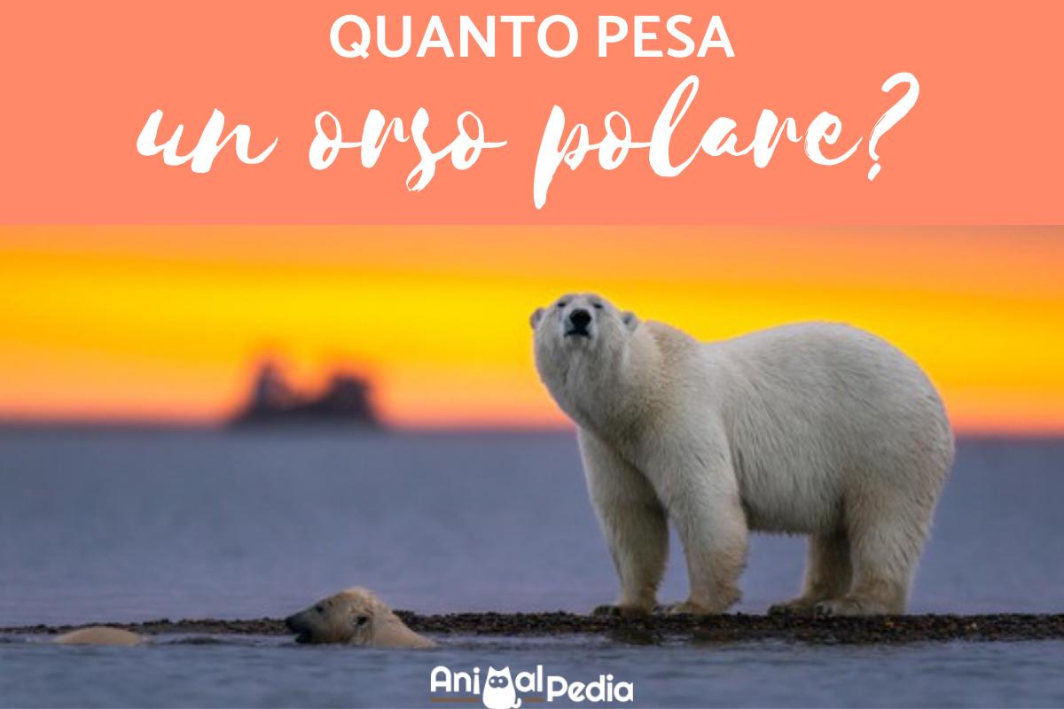Quanto pesa un orso polare?