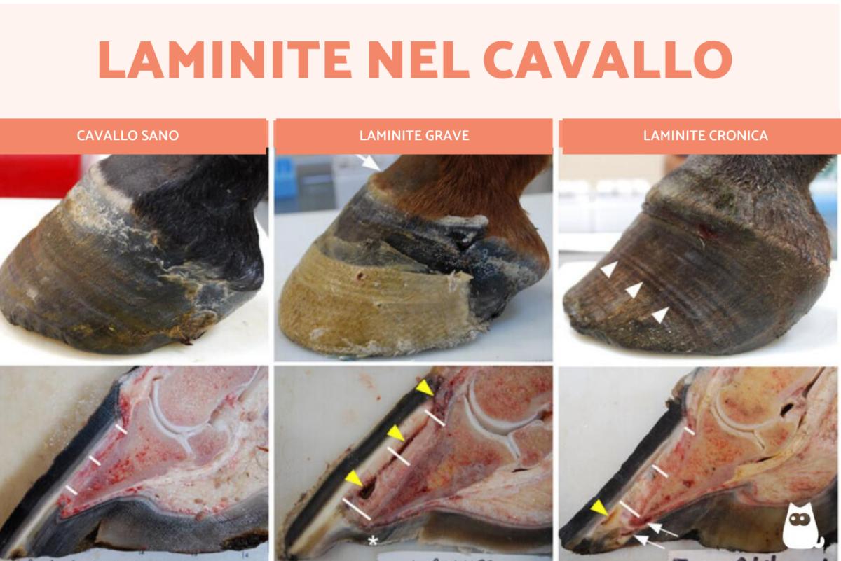 Laminite nel cavallo: cos'è, sintomi, cause e cura