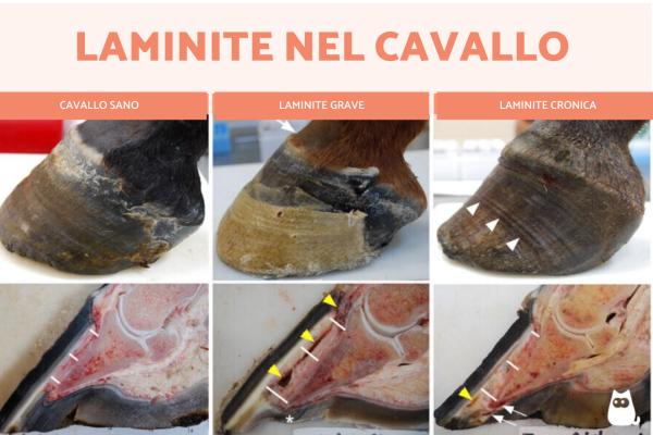 Laminite nel cavallo: cos'è, sintomi, cause e cura