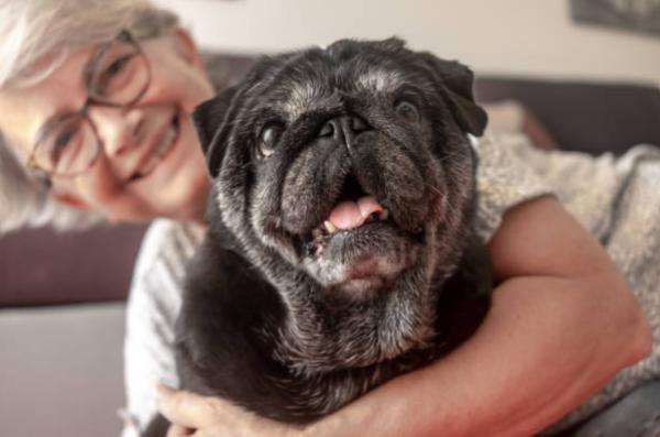 Feci metà dure metà molli nel cane: cause e rimedi - Cambio nella dieta