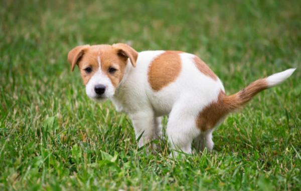 Feci metà dure metà molli nel cane: cause e rimedi