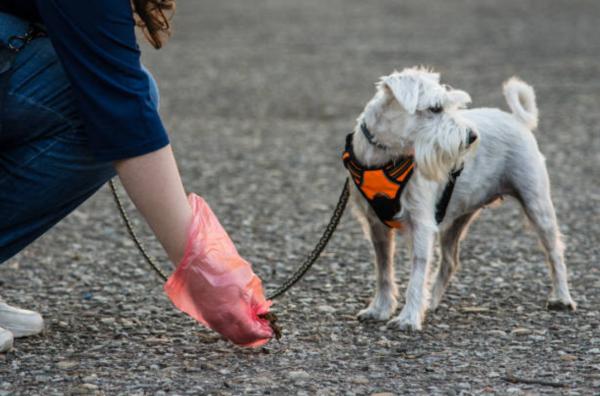 Feci metà dure metà molli nel cane: cause e rimedi - Infezioni intestinali