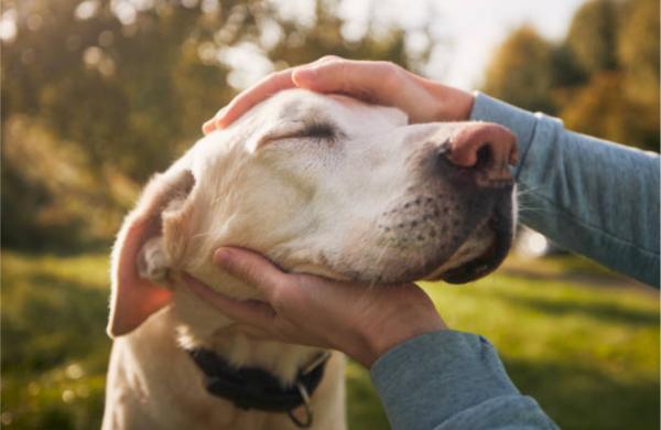 Feci metà dure metà molli nel cane: cause e rimedi - Intolleranze alimentari o allergie