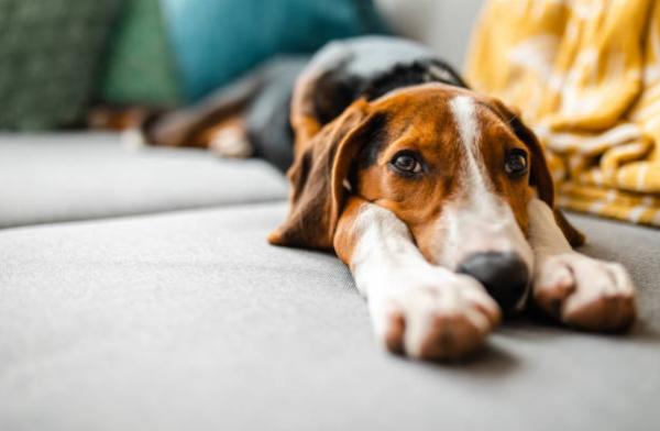Feci metà dure metà molli nel cane: cause e rimedi - Malattie infettive e infiammatorie