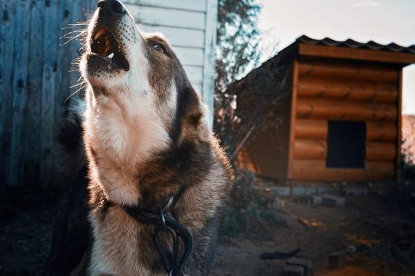 Perché i cani ululano quando sentono la musica?