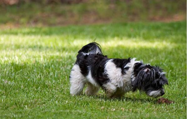 Feci metà dure metà molli nel cane: cause e rimedi - Problemi dietetici