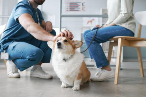 Feci metà dure metà molli nel cane: cause e rimedi - Problemi dietetici e digestivi