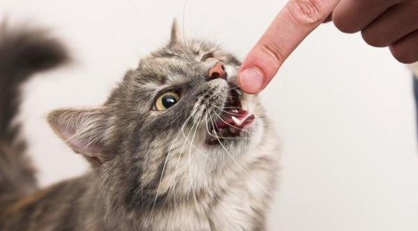 Pulizia dei denti del gatto