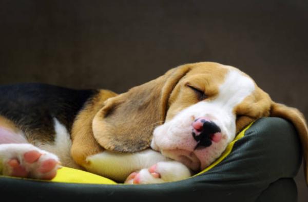 Feci metà dure metà molli nel cane: cause e rimedi - Stress o cambiamenti ambientali