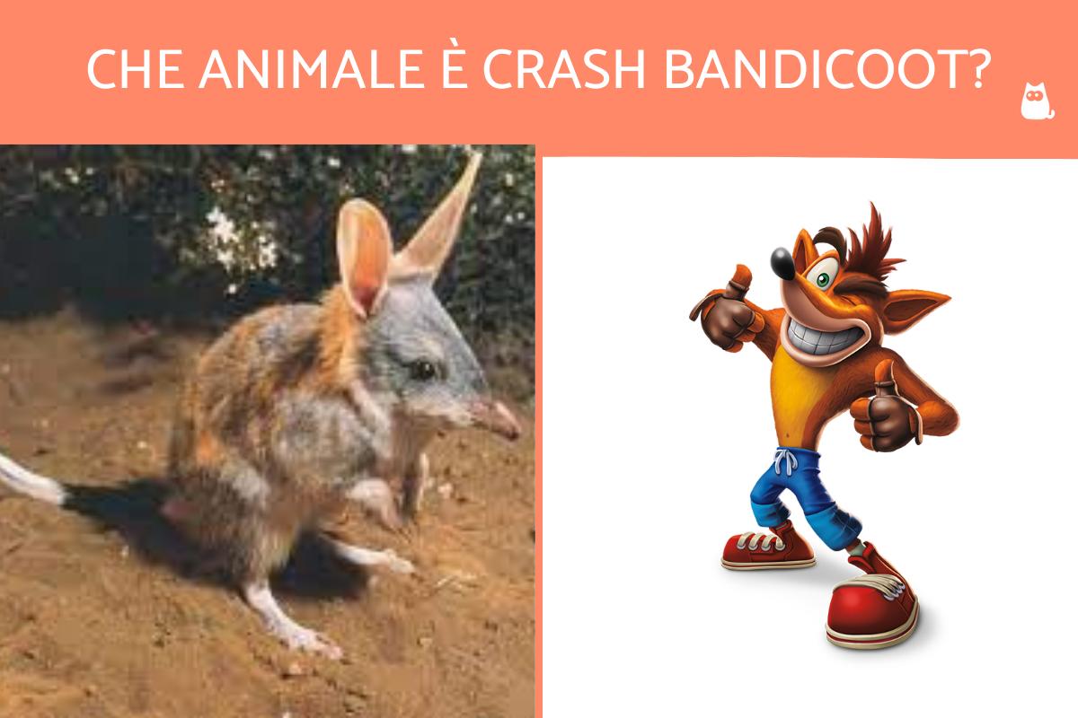 Che animale è Crash Bandicoot?