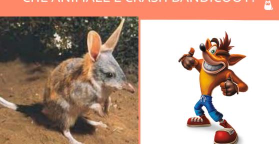 Che animale è Crash Bandicoot?