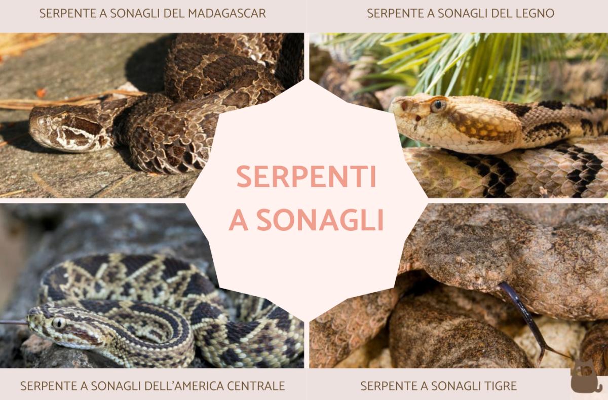 Serpenti a sonagli: tipi, veleno e caratteristiche