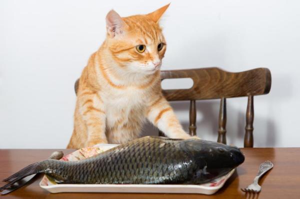 Omega 3 per gatti: a cosa serve, dosaggio e come dare - Alimenti ricchi di omega 3 per gatti