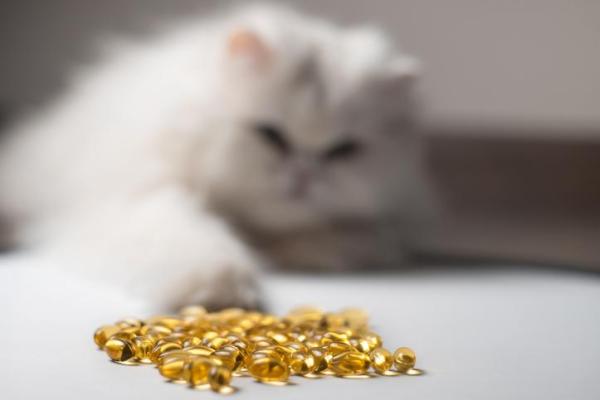 Omega 3 per gatti: a cosa serve, dosaggio e come dare - Come dare omega 3 al gatto?