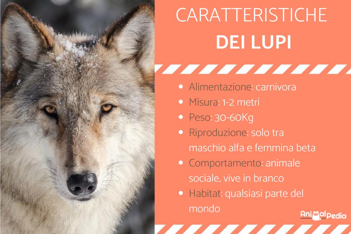 Il lupo: caratteristiche e curiosità