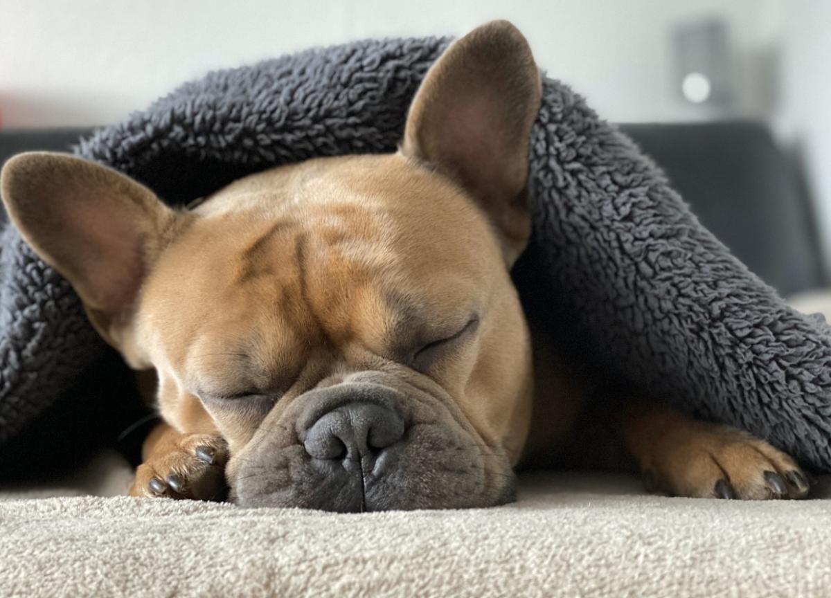 Perché il mio cane non vuole dormire con me?