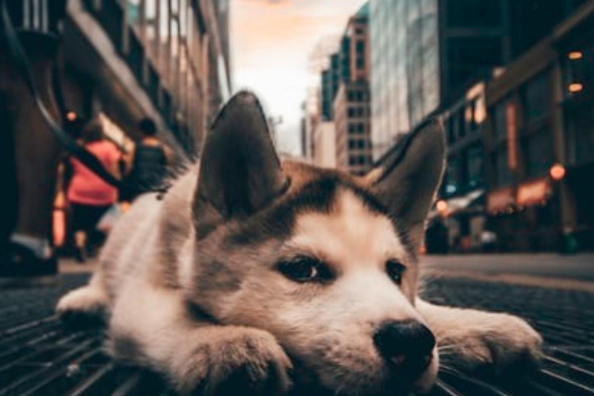 Nomi di città per cani