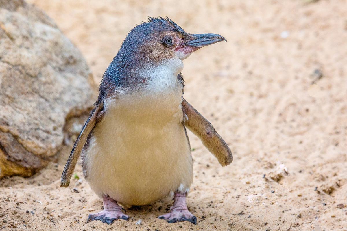 I pinguini hanno le piume?