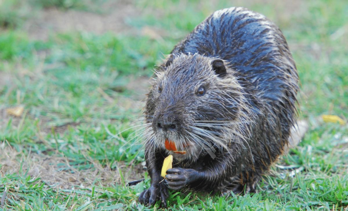 La nutria cosa mangia?