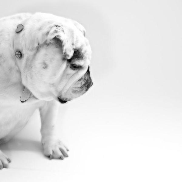 Perché il cane perde pelo intorno agli occhi?