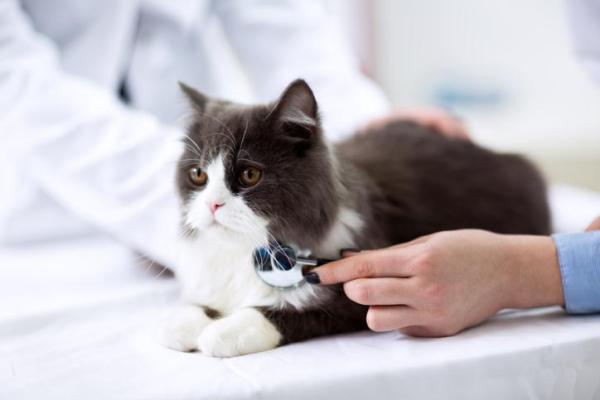FIV del gatto - Contagio, sintomi e cura
