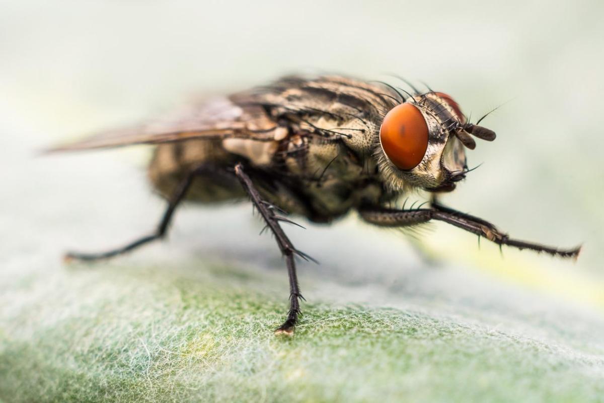 Perchè le mosche si sfregano le zampe?