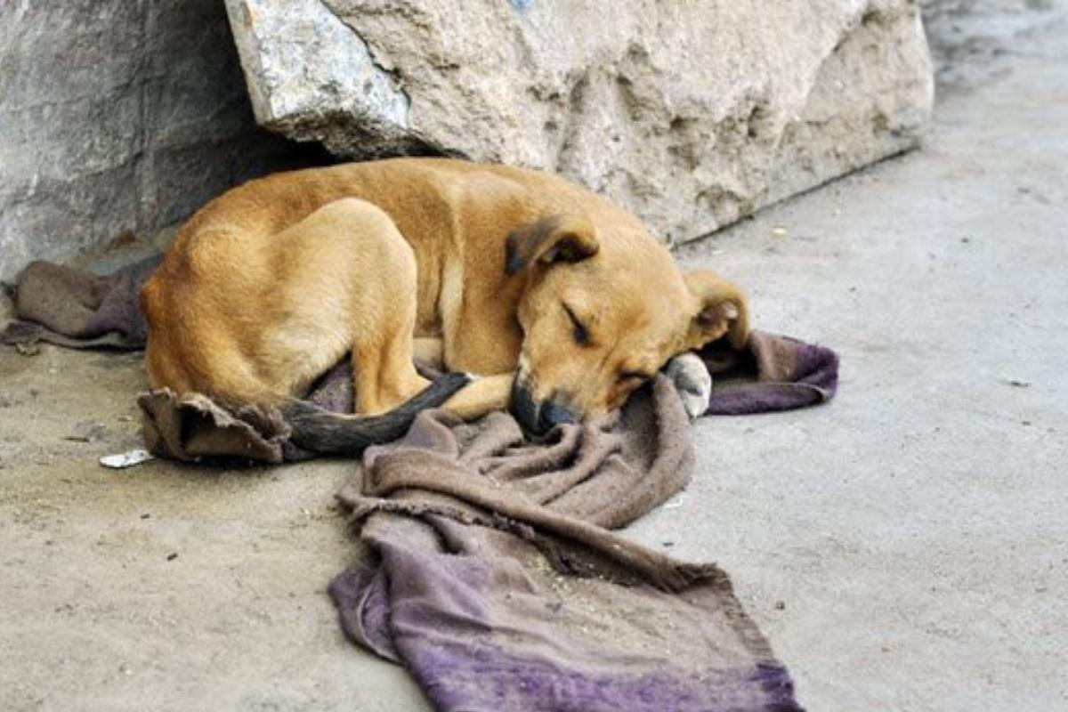 Como aiutare un cane randagio