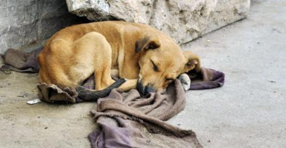 Como aiutare un cane randagio