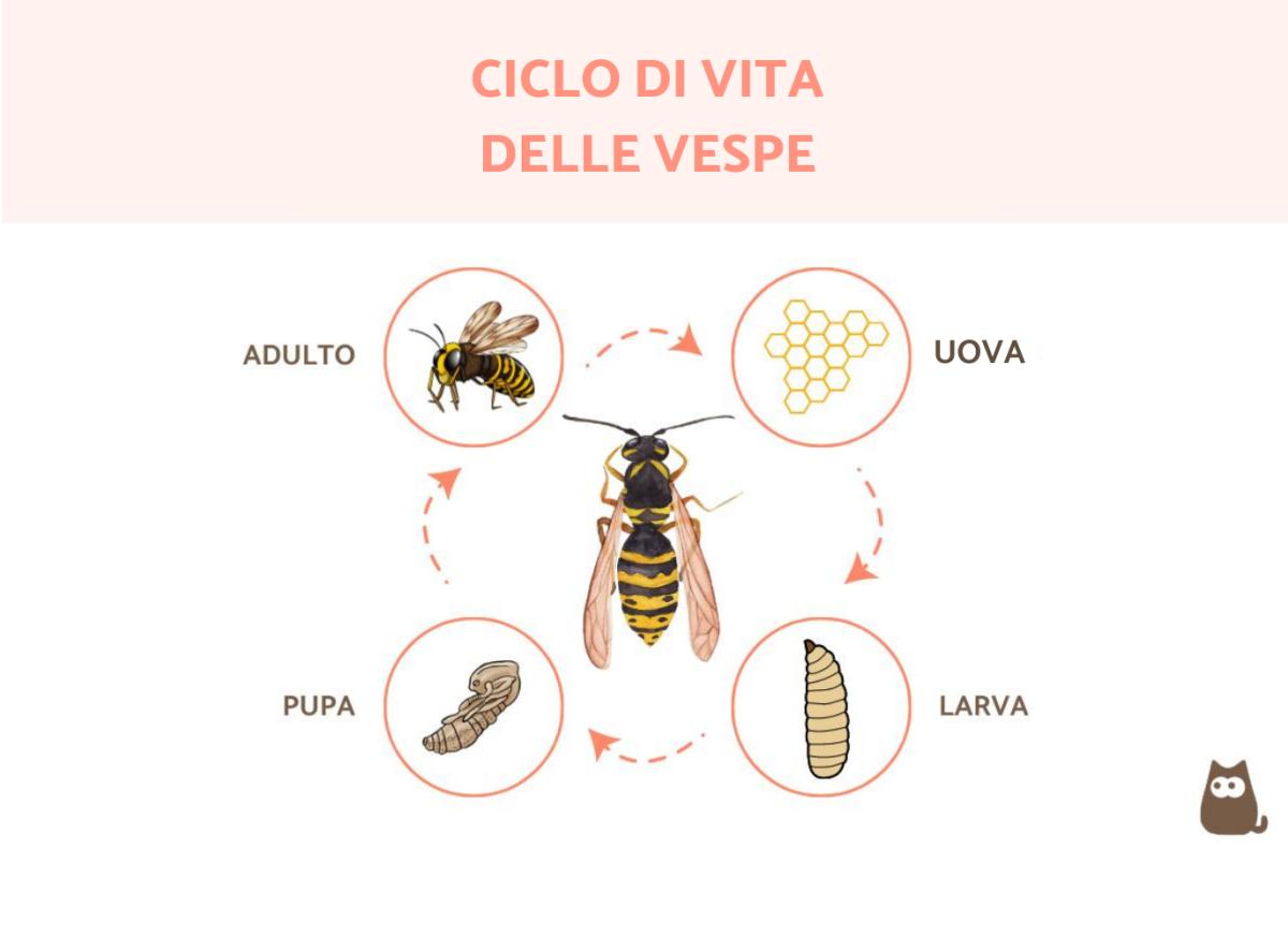 Quanto vive una vespa?