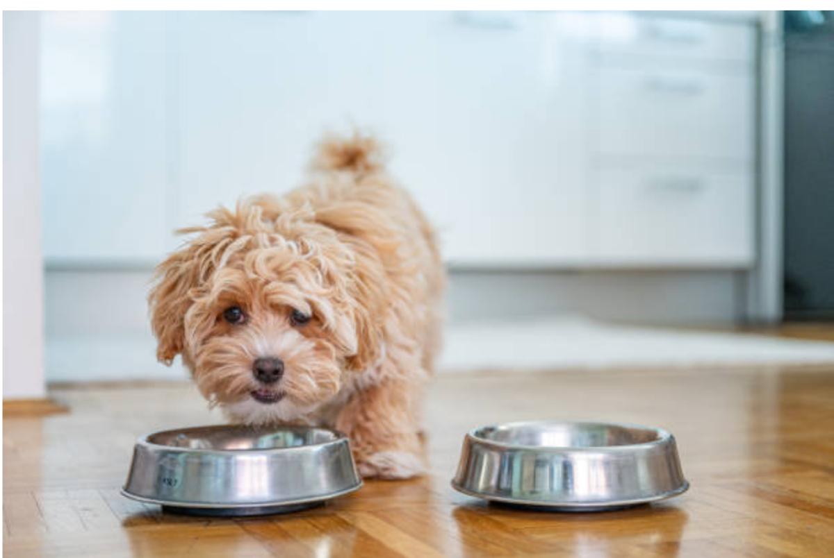 Nutri il tuo cane in modo naturale: una guida completa