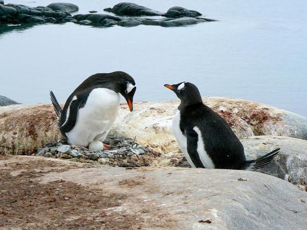 La riproduzione dei pinguini