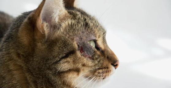 Perché il mio gatto ha delle ferite cutanee?