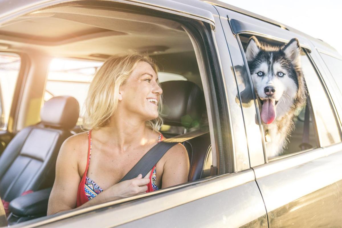 Perché prendere un Siberian Husky