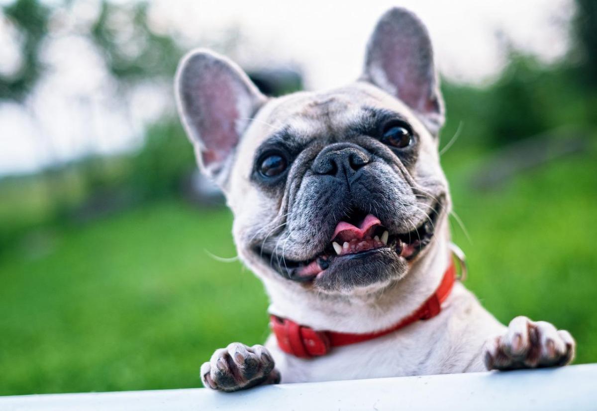 Nomi per Bulldog