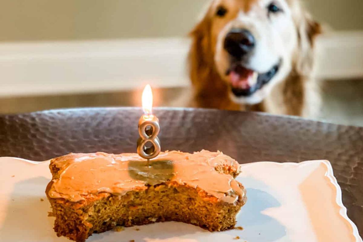 Ricette di torte per cani