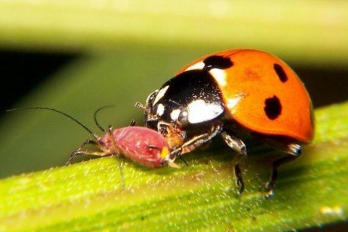 Cosa mangiano le coccinelle?