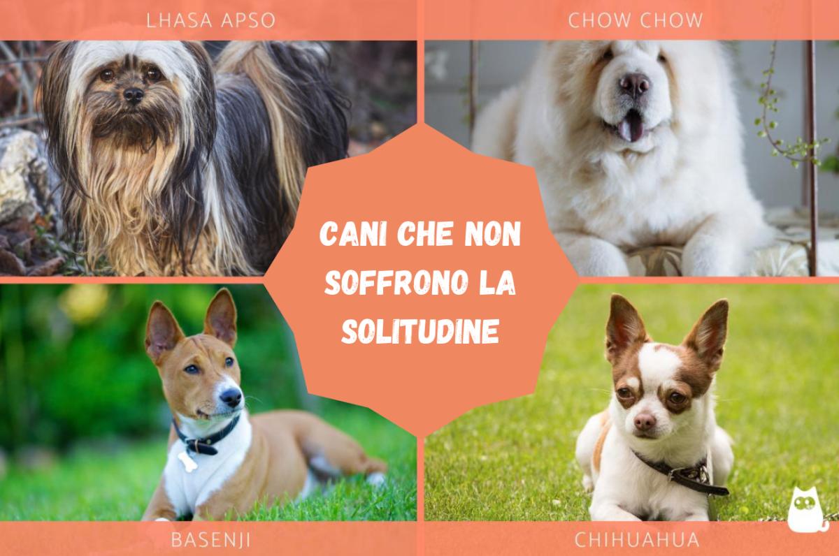 Razze di cani che non soffrono la solitudine