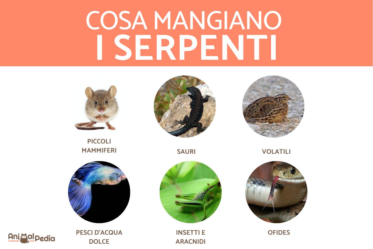 Cosa mangiano i serpenti?