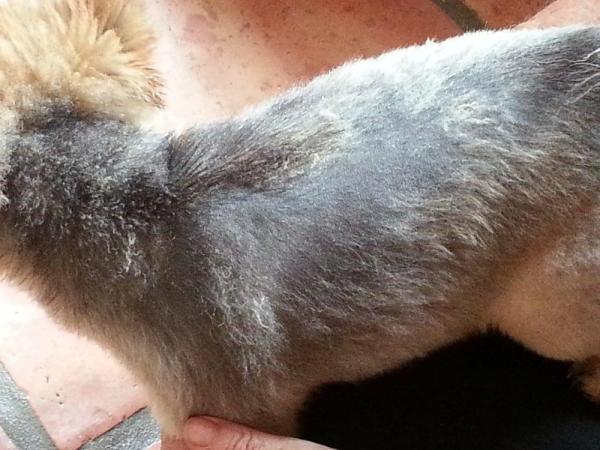 Macchie nere sulla pelle del cane: 4 cause comuni