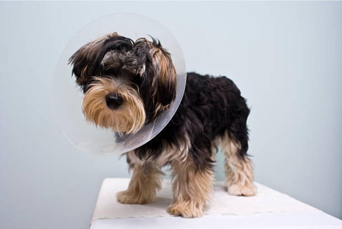 Cane traumatizzato dopo sterilizzazione: cause e cosa fare