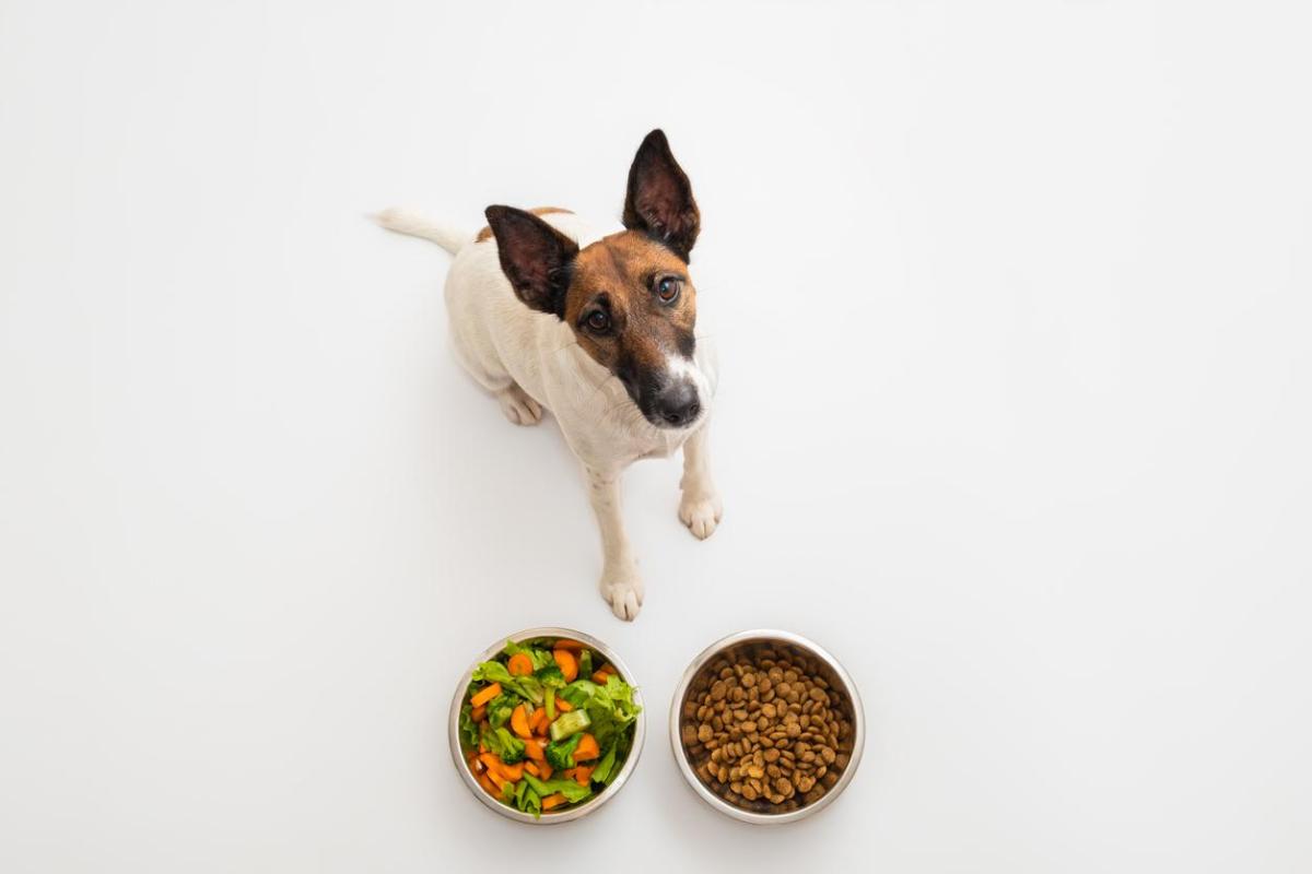 Alimenti e supplementi di fibre per cani