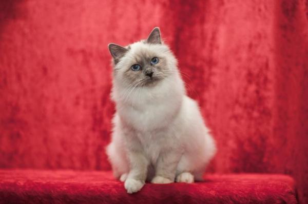 Le 10 razze di gatti più famose al mondo - 10. Sacro di Birmania: un felino molto socievole