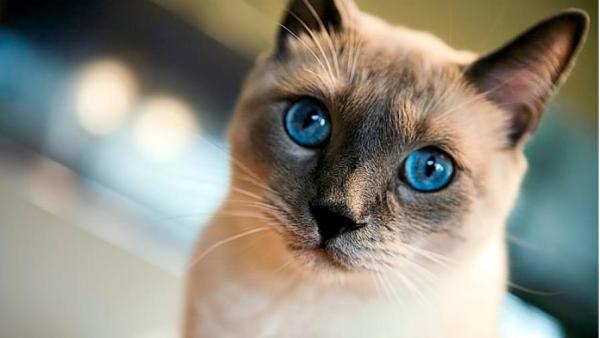 Le 10 razze di gatti più famose al mondo - 2. Siamese: il più affettuoso di tutti