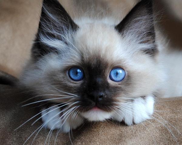 Le 10 razze di gatti più famose al mondo - 7. Ragdoll: il dolce pupazzo di pezza