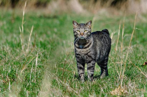 Le 10 razze di gatti più famose al mondo - 9. Gatto dell'Isola di Man: l'adorabile gatto senza coda