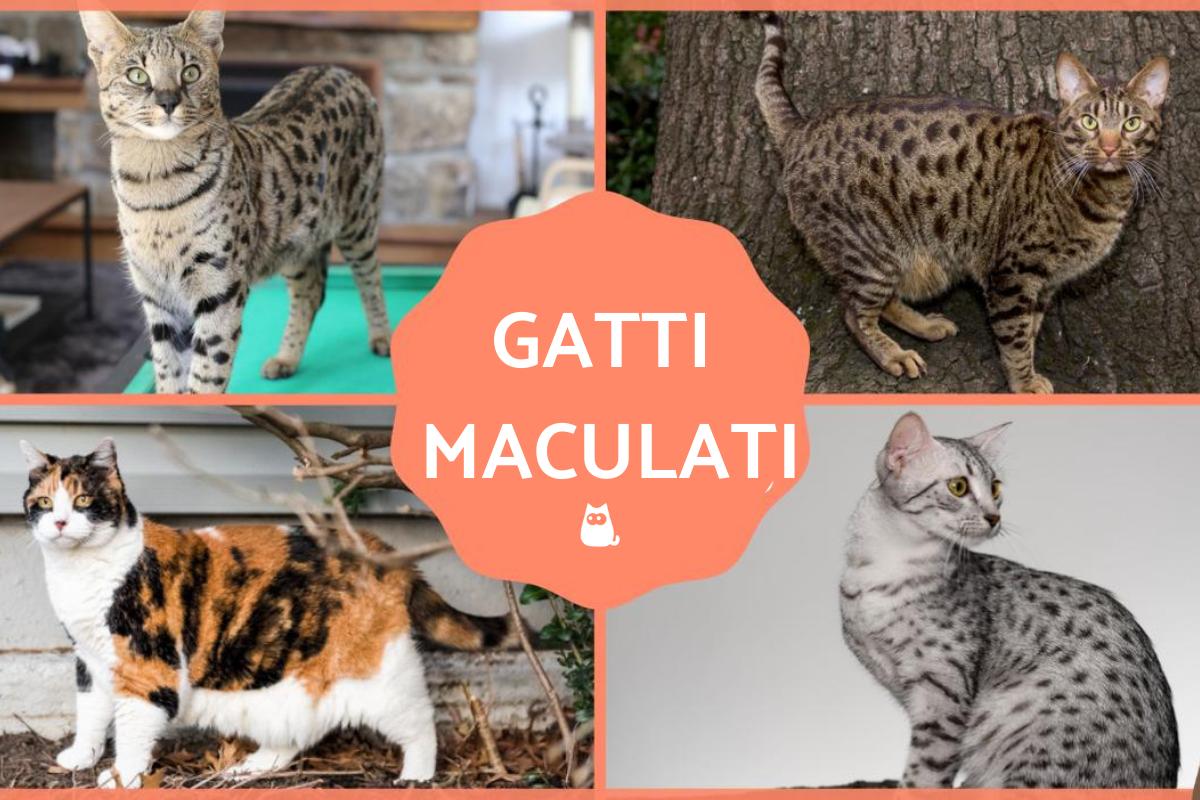 Gatto maculato: Razze, caratteristiche e curiosità
